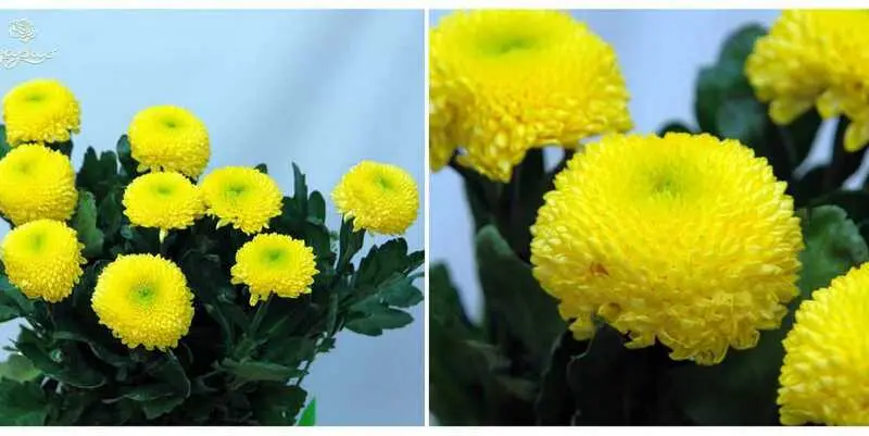 Марама Санни