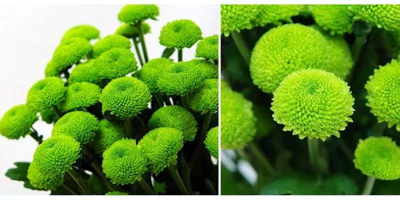 Филинг Грин